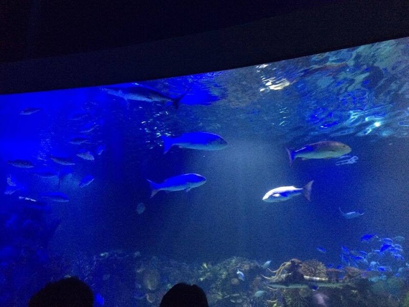 Inbursa Aquarium in Mexico City